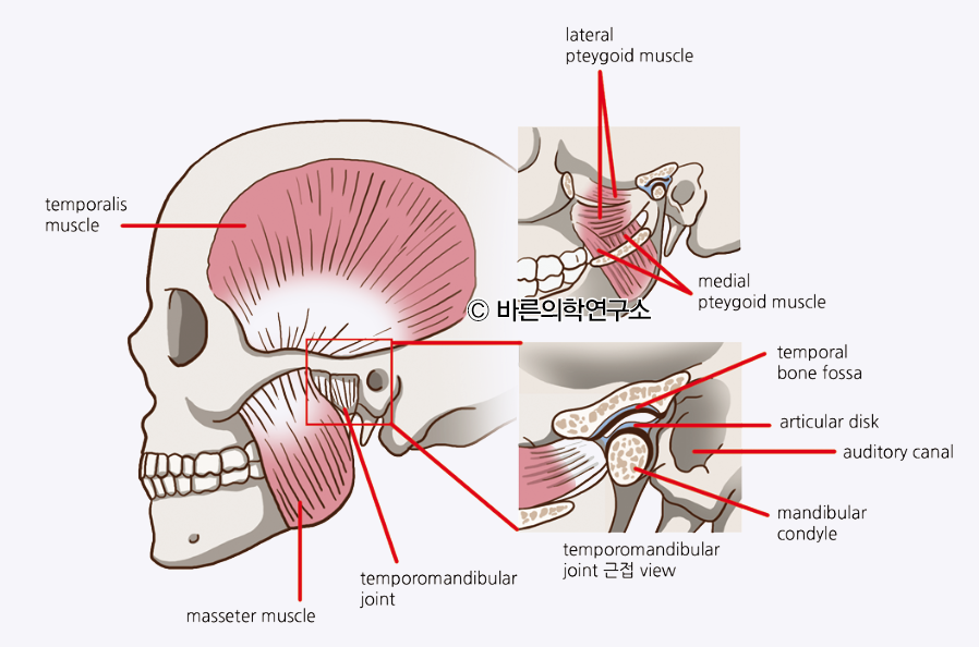 턱관절장애(측두하악장애)(Temporomandibular joint disorder) - Metamedic
