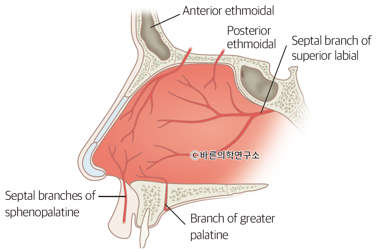코피(비출혈)(Epistaxis, Nasal bleeding) - Metamedic