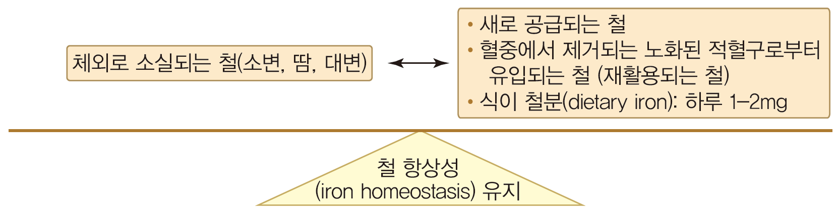 철결핍빈혈: 치료 Overview - Metamedic