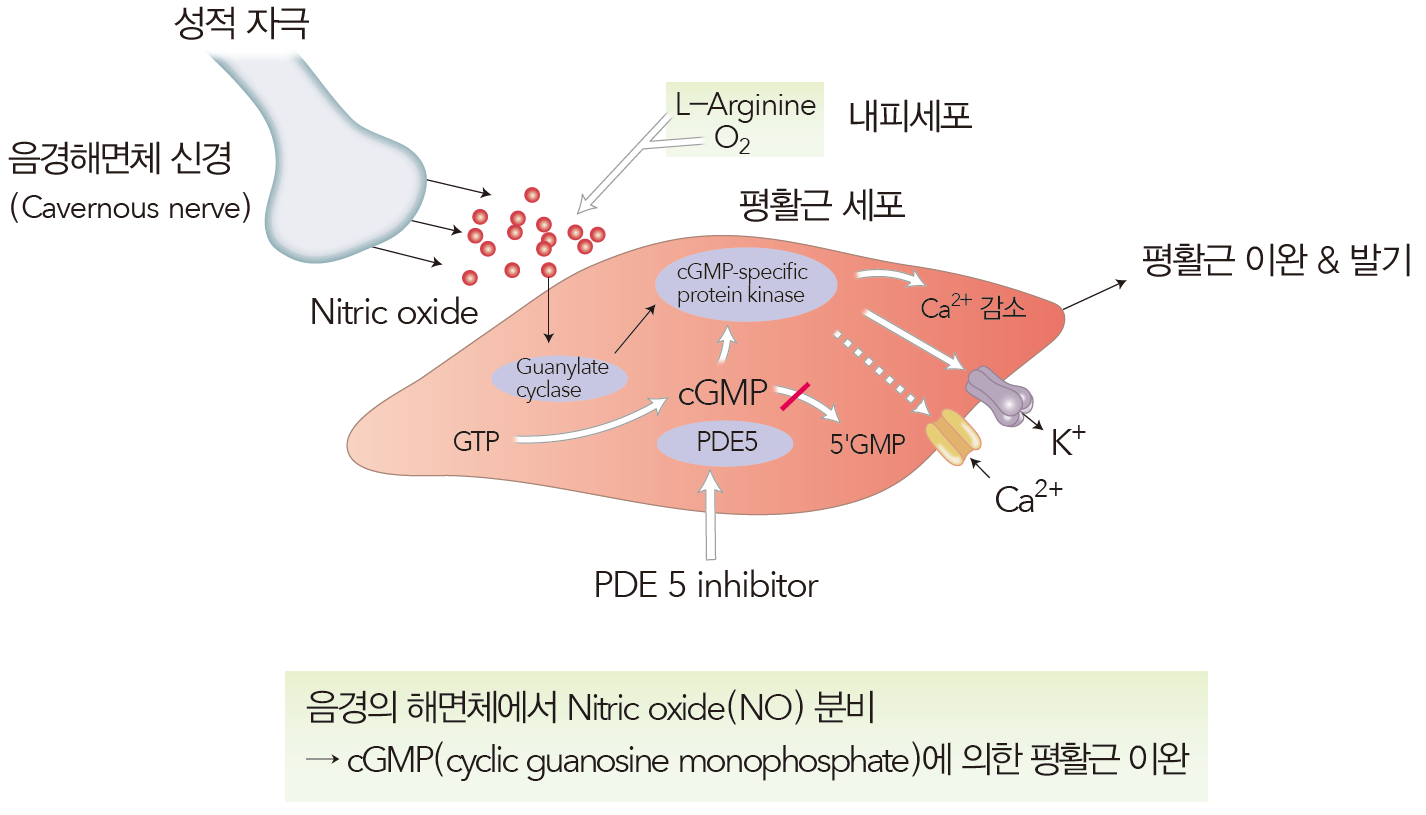 발기부전(Erectile dysfunction): 약물요법: PDE5 억제제 - Metamedic