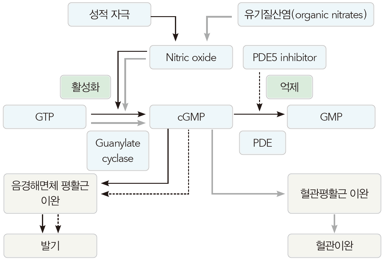 발기부전(Erectile dysfunction): 약물요법: PDE5 억제제 - Metamedic