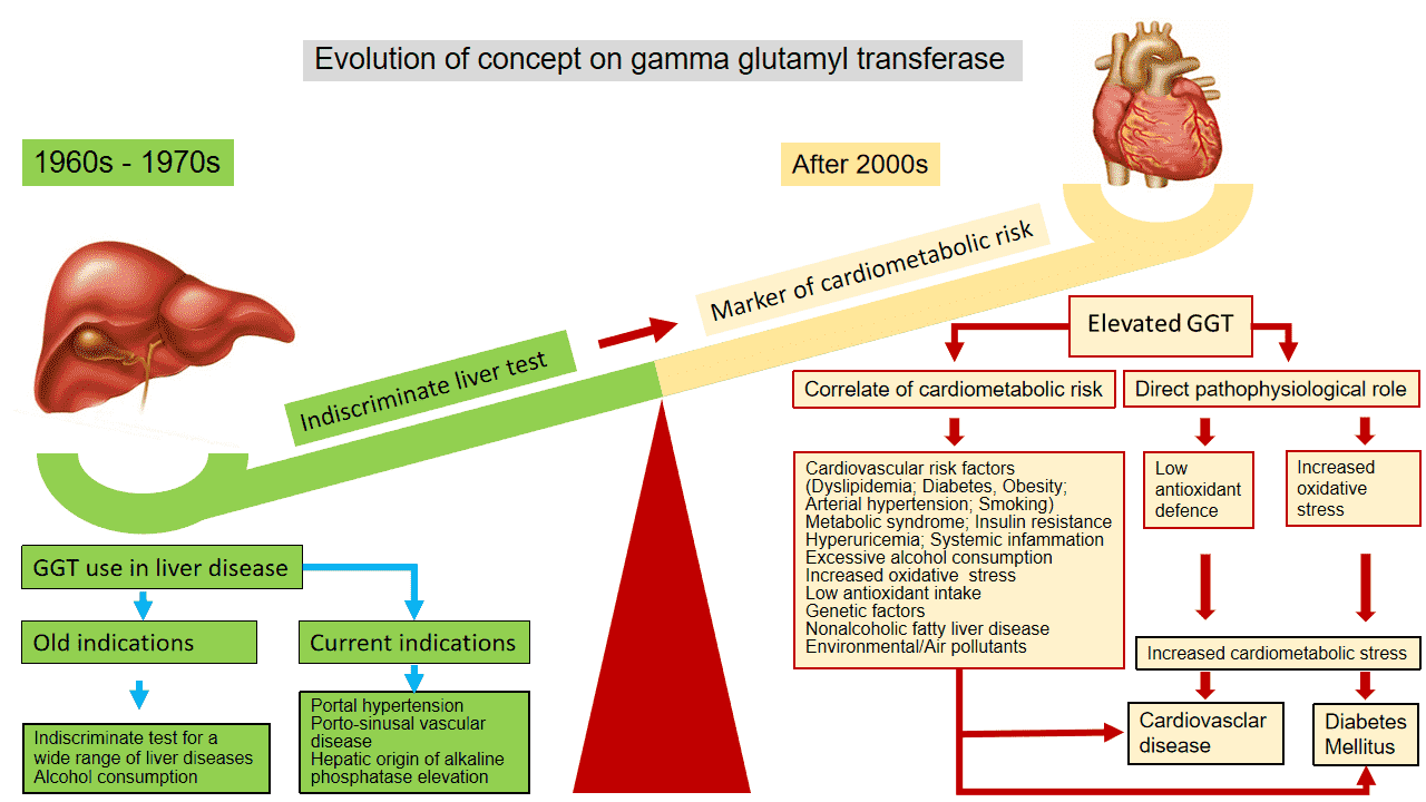 간기능검사: Gamma-glutamyl transpeptidase (GGT) - Metamedic