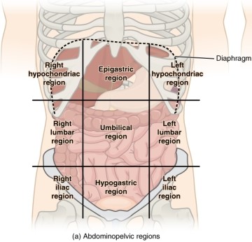 [초음파] 간(Liver): 해부학 - Metamedic