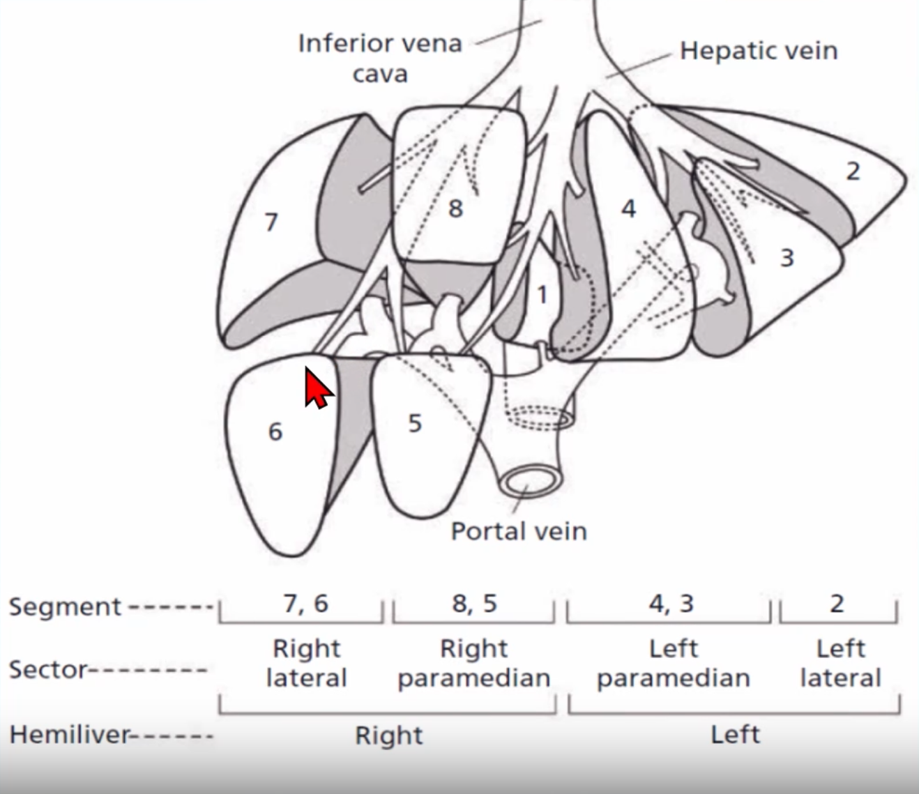 [초음파] 간(Liver): 해부학 - Metamedic
