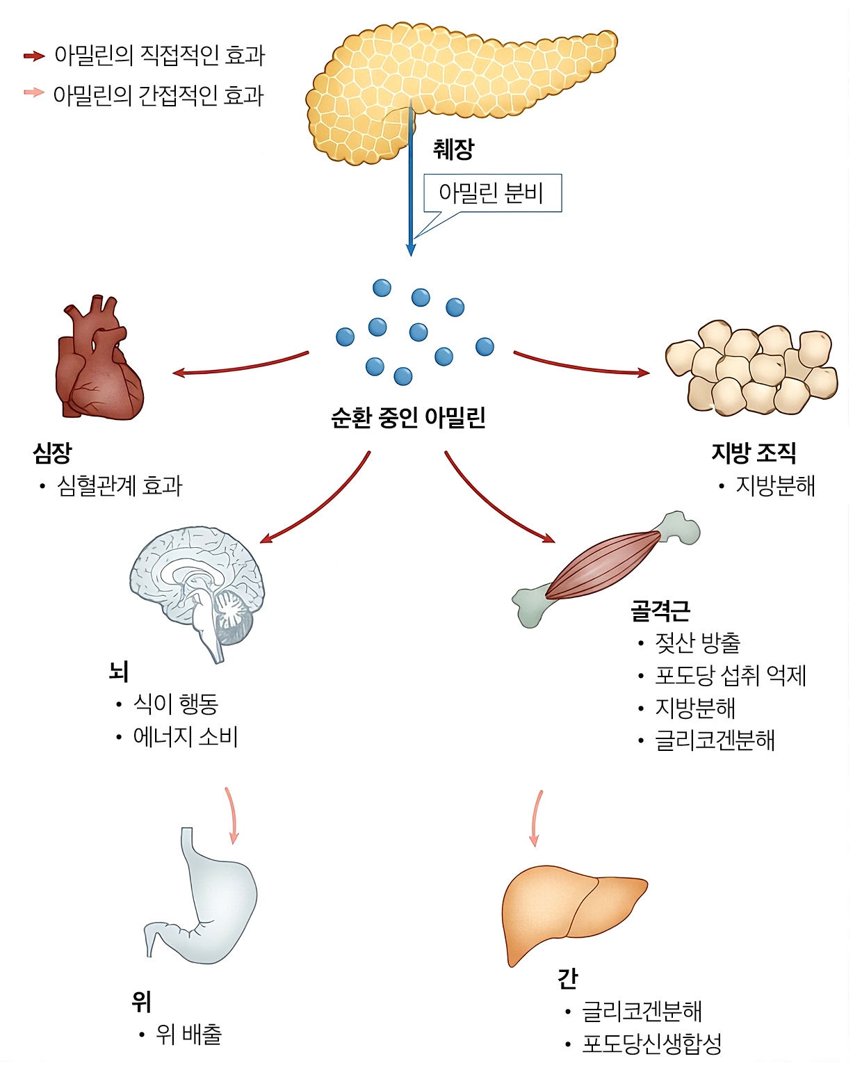 glp-1 이란 계열 약물 차이, 마운자로와 레타트루타이드는 무엇이 다를까? - 제이엠가정의학과의원 체중 줄이려다 전신 대사 '빨간불'…비만치료제(GLP-1)